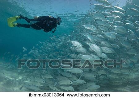 "Scuba diver swimming with a school of Bigeye Trevally (Caranx sexfasciatus) in a lagoon, Philippines, Asia" View Large Photo Image Picture - "Scuba diver swimming with a school of Bigeye Trevally (Caranx sexfasciatus) in a lagoon, Philippines, Asia". Fotosearch