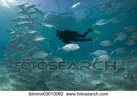 "Scuba diver swimming with a school of Bigeye Trevally (Caranx sexfasciatus) in a lagoon, Philippines, Asia" View Large Photo Image Stock Image - "Scuba diver swimming with a school of Bigeye Trevally (Caranx sexfasciatus) in a lagoon, Philippines, Asia". Fotosearch