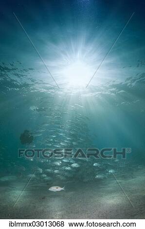 Stock Photo - "Scuba diver swimming with a school of Bigeye Trevally (Caranx sexfasciatus) in a lagoon, Philippines, Asia". Fotosearch