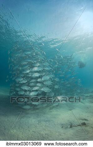 "Scuba diver swimming with a school of Bigeye Trevally (Caranx sexfasciatus) in a lagoon, Philippines, Asia" View Large Photo Image Stock Photo - "Scuba diver swimming with a school of Bigeye Trevally (Caranx sexfasciatus) in a lagoon, Philippines, Asia". Fotosearch