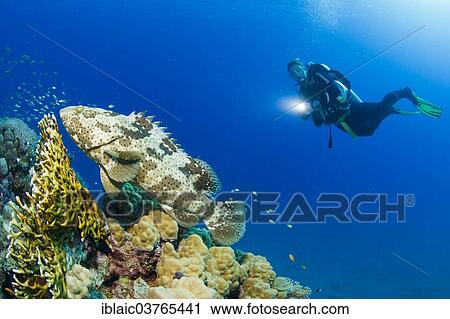 "Scuba diver watching a Malabar Grouper (Epinephelus malabaricus), Red Sea, Marsa Alam, Egypt, Africa" View Large Photo Image Stock Image - "Scuba diver watching a Malabar Grouper (Epinephelus malabaricus), Red Sea, Marsa Alam, Egypt, Africa". Fotosearch