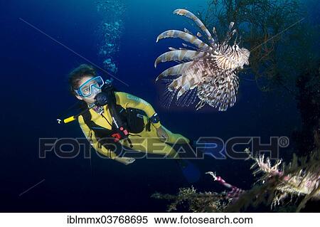 "Scuba diver watching a Red Lionfish (Pterois volitans), Palawan, Mimaropa, Philippines, Asia" View Large Photo Image Stock Photography - "Scuba diver watching a Red Lionfish (Pterois volitans), Palawan, Mimaropa, Philippines, Asia". Fotosearch