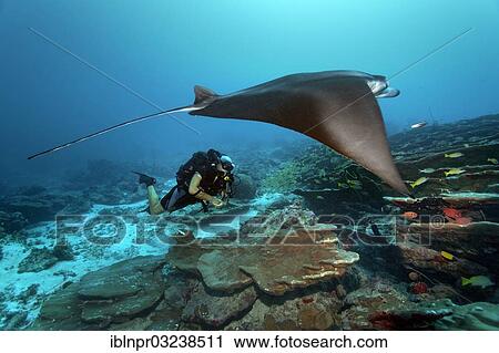 "Scuba diver with a closed circuit rebreather Buddy Inspiration observing a Reef Manta Ray (Manta alfredi), technical diving, Indian Ocean, Insel Gan, Addu Atoll, Seenu Atoll, Maldives, Asia" View Large Photo Image Stock Image - "Scuba diver with a closed circuit rebreather Buddy Inspiration observing a Reef Manta Ray (Manta alfredi), technical diving, Indian Ocean, Insel Gan, Addu Atoll, Seenu Atoll, Maldives, Asia". Fotosearch