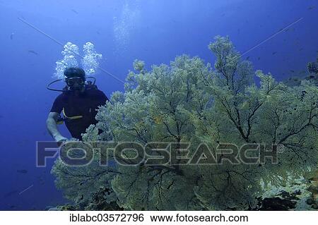 "Scuba diver with Sea Fans or Gorgonians (Scleraxonia), Raja Ampat, West Papua, Indonesia, Asia" View Large Photo Image Stock Photograph - "Scuba diver with Sea Fans or Gorgonians (Scleraxonia), Raja Ampat, West Papua, Indonesia, Asia". Fotosearch