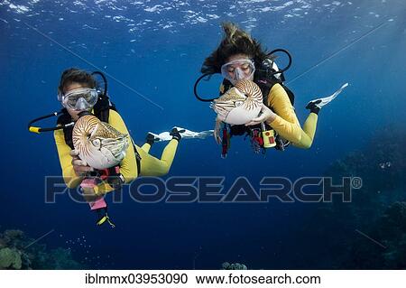 "Scuba divers watching Palau Nautiluses (Nautilus belauensis), Palau, Oceania" View Large Photo Image Stock Image - "Scuba divers watching Palau Nautiluses (Nautilus belauensis), Palau, Oceania". Fotosearch