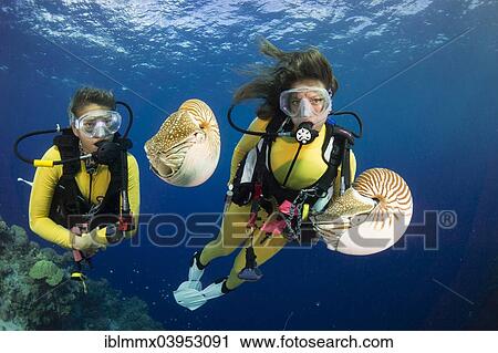 "Scuba divers watching Palau Nautiluses (Nautilus belauensis), Palau, Oceania" View Large Photo Image Stock Image - "Scuba divers watching Palau Nautiluses (Nautilus belauensis), Palau, Oceania". Fotosearch