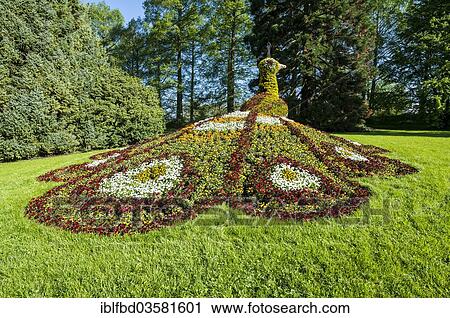 "Sculpture of a peacock made of blooming flowers, Mainau island, Lake Constanz, Baden-Wurttemberg, Germany, Europe" View Large Photo Image Stock Image - "Sculpture of a peacock made of blooming flowers, Mainau island, Lake Constanz, Baden-Wurttemberg, Germany, Europe". Fotosearch