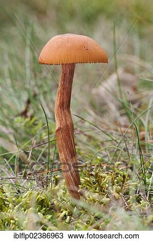 "Scurfy Deceiver (Laccaria proxima), fruiting body, growing in grassland, Clumber Park, Nottinghamshire, England, United Kingdom, Europe" View Large Photo Image Stock Image - "Scurfy Deceiver (Laccaria proxima), fruiting body, growing in grassland, Clumber Park, Nottinghamshire, England, United Kingdom, Europe". Fotosearch