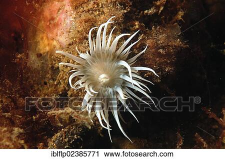 "Sea Anemone (Actinothoe sphyrodeta), adult, with tentacles extended, Swanage Pier, Swanage Bay, Isle of Purbeck, Dorset, England, United Kingdom, Europe" View Large Photo Image Stock Image - "Sea Anemone (Actinothoe sphyrodeta), adult, with tentacles extended, Swanage Pier, Swanage Bay, Isle of Purbeck, Dorset, England, United Kingdom, Europe". Fotosearch