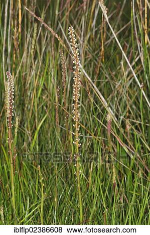 "Sea Arrowgrass (Triglochin maritima), flowering, growing on saltmarsh, Poole Harbour, Dorset, England, United Kingdom, Europe" View Large Photo Image Stock Photo - "Sea Arrowgrass (Triglochin maritima), flowering, growing on saltmarsh, Poole Harbour, Dorset, England, United Kingdom, Europe". Fotosearch