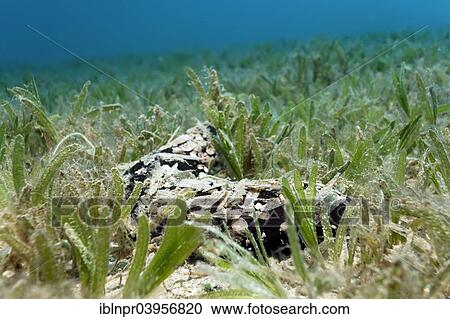 Stock Image - "Sea cucumber (Actinopyga miliaris) camouflaged with leaves of the seagrass meadow, Makadi Bay, Red Sea, Hurghada, Egypt, Africa". Fotosearch