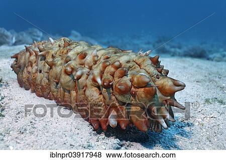 Stock Photo - "Sea Cucumber (Holothuridae), Sabang Beach, Puerto Galera, Mindoro Island, Philippines, Asia". Fotosearch