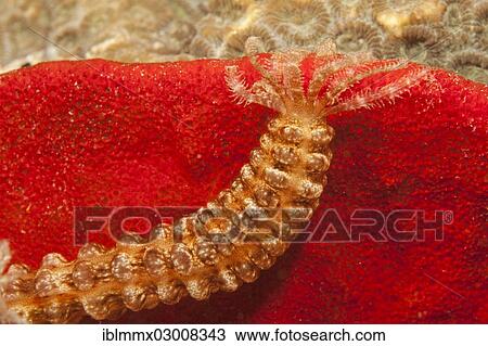 Stock Image - "Sea Cucumber (Synapta sp. ), Indonesia, Asia". Fotosearch