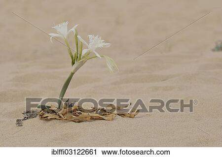 Stock Image - "Sea Daffodil (pancratium maritimum), flowering in the sand, Praia da Amoreira beach, Aljezur, Faro District, Portugal, Europe". Fotosearch