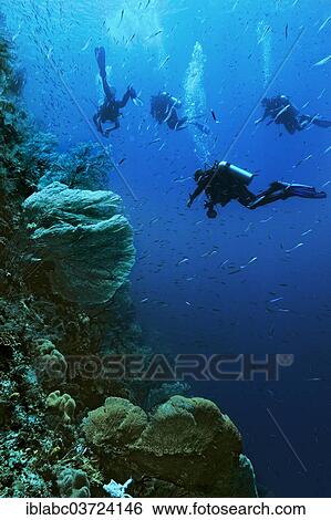 "Sea Fans or Gorgonians (Octocorallia) with scuba divers, Raja Ampat, West Papua, Indonesia, Asia" View Large Photo Image Stock Photograph - "Sea Fans or Gorgonians (Octocorallia) with scuba divers, Raja Ampat, West Papua, Indonesia, Asia". Fotosearch