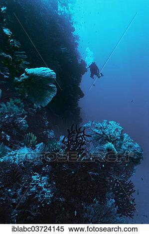 "Sea Fans or Gorgonians (Octocorallia) with a scuba diver, Raja Ampat, West Papua, Indonesia, Asia" View Large Photo Image Stock Photography - "Sea Fans or Gorgonians (Octocorallia) with a scuba diver, Raja Ampat, West Papua, Indonesia, Asia". Fotosearch