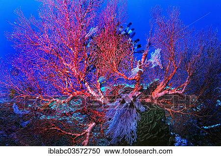 "Sea Fans or Gorgonians (Scleraxonia), Raja Ampat, West Papua, Indonesia, Asia" View Large Photo Image Stock Image - "Sea Fans or Gorgonians (Scleraxonia), Raja Ampat, West Papua, Indonesia, Asia". Fotosearch