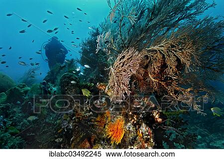 "Sea Fans or Gorgonians (Scleraxonia), Kri Island, Dampier Strait, West Papua, Indonesia, Asia" View Large Photo Image Stock Photography - "Sea Fans or Gorgonians (Scleraxonia), Kri Island, Dampier Strait, West Papua, Indonesia, Asia". Fotosearch