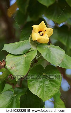 "Sea Hibiscus, Beach Hibiscus, Coastal or Coast Hibiscus (Hibiscus tiliaceus), flower and leaves, Sanibel Island, Florida, United States, North America" View Large Photo Image Stock Photography - "Sea Hibiscus, Beach Hibiscus, Coastal or Coast Hibiscus (Hibiscus tiliaceus), flower and leaves, Sanibel Island, Florida, United States, North America". Fotosearch