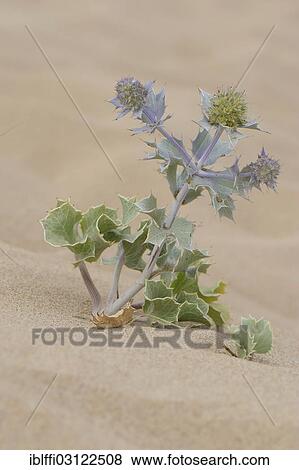 "Sea Holly (Eryngium maritimum) in the sand, Praia da Amoreira beach, Aljezur, Faro District, Portugal, Europe" View Large Photo Image Stock Photo - "Sea Holly (Eryngium maritimum) in the sand, Praia da Amoreira beach, Aljezur, Faro District, Portugal, Europe". Fotosearch