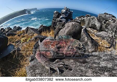 "Sea Iguana or Galapagos Marine Iguana (Amblyrhynchus cristatus hassi), Espanola Island, Galapagos, Ecuador, South America" View Large Photo Image Stock Image - "Sea Iguana or Galapagos Marine Iguana (Amblyrhynchus cristatus hassi), Espanola Island, Galapagos, Ecuador, South America". Fotosearch