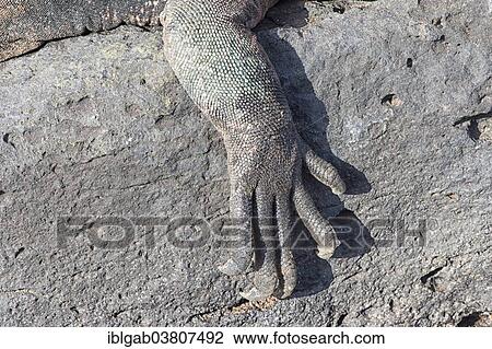 "Sea Iguana or Galapagos Marine Iguana (Amblyrhynchus cristatus hassi), detail of foot, Espanola Island, Galapagos, Ecuador, South America" View Large Photo Image Stock Image - "Sea Iguana or Galapagos Marine Iguana (Amblyrhynchus cristatus hassi), detail of foot, Espanola Island, Galapagos, Ecuador, South America". Fotosearch