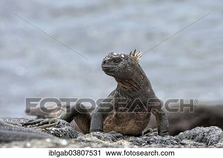 Stock Image - "Sea Iguana or Galapagos Marine Iguana (Amblyrhynchus cristatus hassi), Punta Espinoza, Fernandina Island, Galapagos, Ecuador, South America". Fotosearch