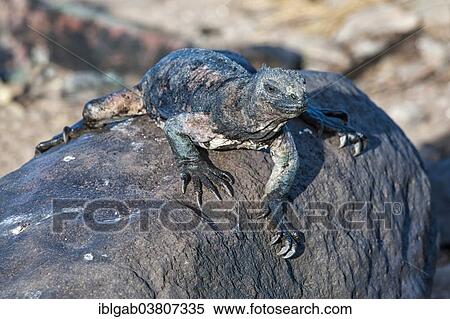 Stock Photography - "Sea Iguana or Galapagos Marine Iguana (Amblyrhynchus cristatus hassi), Espanola Island, Galapagos, Ecuador, South America". Fotosearch