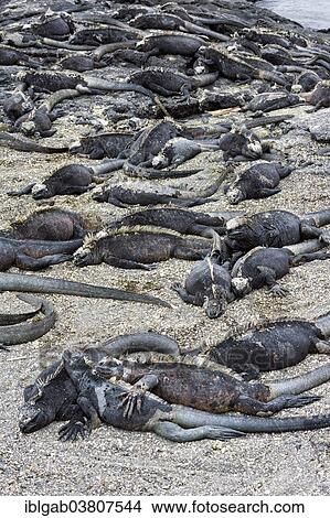 "Sea Iguanas or Galapagos Marine Iguanas (Amblyrhynchus cristatus hassi), Punta Espinoza, Fernandina Island, Galapagos, Ecuador, South America" View Large Photo Image Picture - "Sea Iguanas or Galapagos Marine Iguanas (Amblyrhynchus cristatus hassi), Punta Espinoza, Fernandina Island, Galapagos, Ecuador, South America". Fotosearch