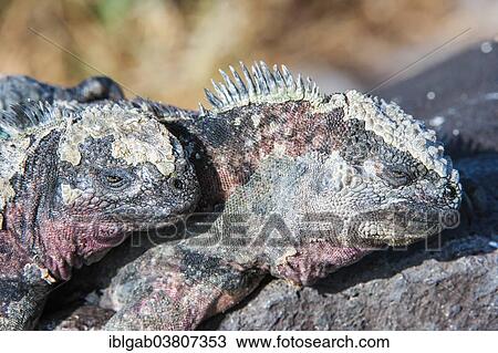 "Sea Iguanas or Galapagos Marine Iguanas (Amblyrhynchus cristatus hassi), Espanola Island, Galapagos, Ecuador, South America" View Large Photo Image Stock Image - "Sea Iguanas or Galapagos Marine Iguanas (Amblyrhynchus cristatus hassi), Espanola Island, Galapagos, Ecuador, South America". Fotosearch