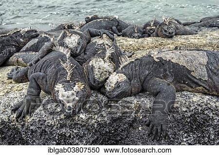 "Sea Iguanas or Galapagos Marine Iguanas (Amblyrhynchus cristatus hassi), Punta Espinoza, Fernandina Island, Galapagos, Ecuador, South America" View Large Photo Image Stock Image - "Sea Iguanas or Galapagos Marine Iguanas (Amblyrhynchus cristatus hassi), Punta Espinoza, Fernandina Island, Galapagos, Ecuador, South America". Fotosearch