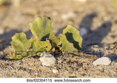 "Sea Kale (Crambe maritima), Fehmarn Island, Schleswig-Holstein, Germany, Europe" View Large Photo Image Stock Photography - "Sea Kale (Crambe maritima), Fehmarn Island, Schleswig-Holstein, Germany, Europe". Fotosearch