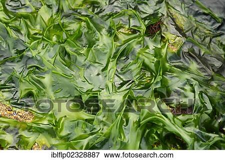 "Sea Lettuce (Ulva lactuca), exposed at low tide, Swanage, Dorset, England, United Kingdom, Europe" View Large Photo Image Stock Photo - "Sea Lettuce (Ulva lactuca), exposed at low tide, Swanage, Dorset, England, United Kingdom, Europe". Fotosearch