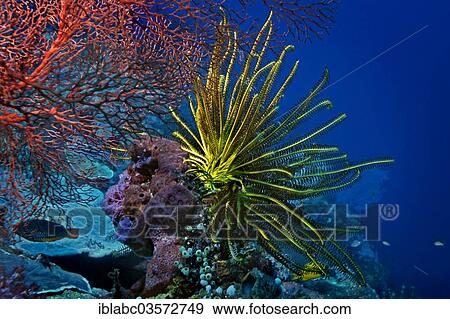 "Sea Lily or Feather Star (Crinoidea), Raja Ampat, West Papua, Indonesia, Asia" View Large Photo Image Stock Photo - "Sea Lily or Feather Star (Crinoidea), Raja Ampat, West Papua, Indonesia, Asia". Fotosearch