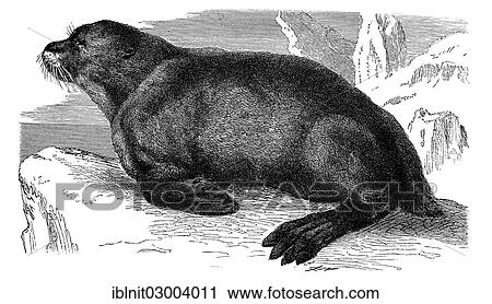 "Sea Lion (Otaria ursina), an illustration from Meyers Konversationslexikon encyclopedia, 1897" View Large Photo Image Stock Image - "Sea Lion (Otaria ursina), an illustration from Meyers Konversationslexikon encyclopedia, 1897". Fotosearch