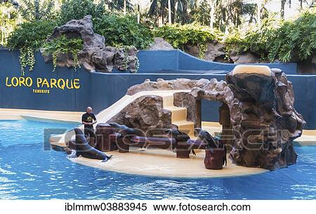 "Sea Lion Show, Loro Parque zoo, Puerto de la Cruz, Santa Cruz de Tenerife, Tenerife, Canary Islands, Spain, Europe" View Large Photo Image Stock Photography - "Sea Lion Show, Loro Parque zoo, Puerto de la Cruz, Santa Cruz de Tenerife, Tenerife, Canary Islands, Spain, Europe". Fotosearch