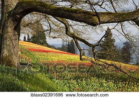 Stock Photograph - "Sea of Tulips on the island of Mainau in Lake Constance, Baden-Wuerttemberg, Germany, Europe, PublicGround, Europe". Fotosearch