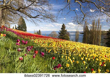 Stock Photograph - "Sea of Tulips on the island of Mainau in Lake Constance with a view towards the snow-covered Alps, Baden-Wuerttemberg, Germany, Europe". Fotosearch