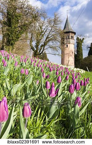 Stock Image - "Sea of Tulips with the Swedish Tower on the island of Mainau in Lake Constance, Baden-Wuerttemberg, Germany, Europe, PublicGround, Europe". Fotosearch