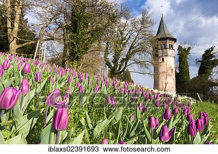 "Sea of Tulips with the Swedish Tower on the island of Mainau in Lake Constance, Baden-Wuerttemberg, Germany, Europe, PublicGround, Europe" View Large Photo Image Stock Image - "Sea of Tulips with the Swedish Tower on the island of Mainau in Lake Constance, Baden-Wuerttemberg, Germany, Europe, PublicGround, Europe". Fotosearch