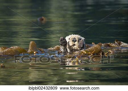 "Sea otter (Enhydra lutris), Alaska, United States, North America" View Large Photo Image Stock Photo - "Sea otter (Enhydra lutris), Alaska, United States, North America". Fotosearch