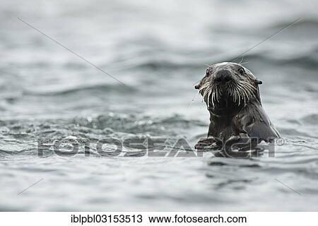 Stock Image - "Sea otter (Enhydra lutris), Barry Arm, Prince William Sound, Anchorage, Alaska, United States, North America". Fotosearch