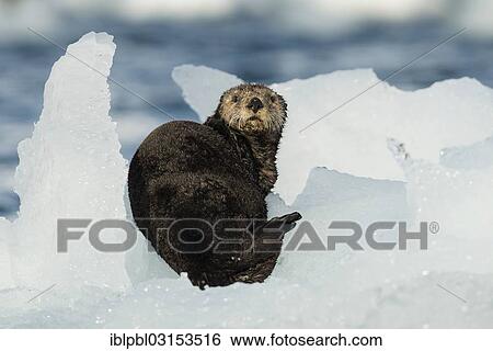 "Sea otter (Enhydra lutris), Barry Arm, Prince William Sound, Anchorage, Alaska, United States, North America" View Large Photo Image Stock Photograph - "Sea otter (Enhydra lutris), Barry Arm, Prince William Sound, Anchorage, Alaska, United States, North America". Fotosearch