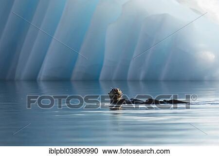 Stock Image - "Sea Otter (Enhydra lutris) in front of an iceberg, College Fjord, Prince William Sound, Alaska". Fotosearch