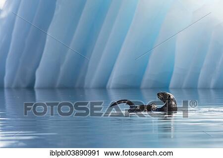 Stock Image - "Sea Otter (Enhydra lutris) in front of an iceberg, College Fjord, Prince William Sound, Alaska". Fotosearch