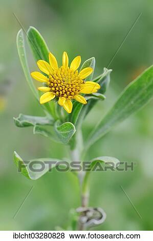 Stock Photo - "Sea oxeye, sea oxeye daisy, bushy seaside tansy or sea-marigold (Borrichia frutescens), flowering, Sanibel Island, Florida, United States, North America". Fotosearch
