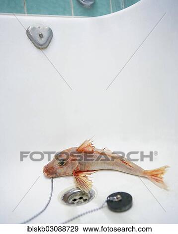 Stock Photo - Sea Robin or Gurnard with a pulled plug into an empty bathtub. Fotosearch