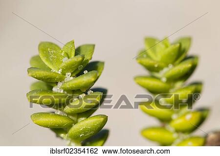 "Sea Sandwort or Sea Sandplant (Honckenya peploides), Fehmarn Island, Schleswig-Holstein, Germany, Europe" View Large Photo Image Stock Image - "Sea Sandwort or Sea Sandplant (Honckenya peploides), Fehmarn Island, Schleswig-Holstein, Germany, Europe". Fotosearch