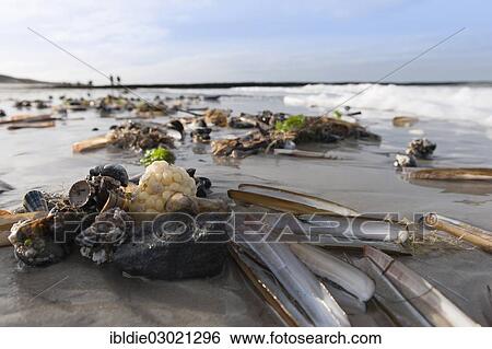 "Sea shells on a North Sea beach, Nordfrriesland, Kniepsand, Amrum, Schleswig-Holstein, Germany, Europe" View Large Photo Image Stock Photograph - "Sea shells on a North Sea beach, Nordfrriesland, Kniepsand, Amrum, Schleswig-Holstein, Germany, Europe". Fotosearch