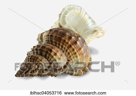 Stock Photograph - "Sea snail, Bufonaria crumena, shell". Fotosearch